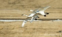 Cygne chanteur 8994